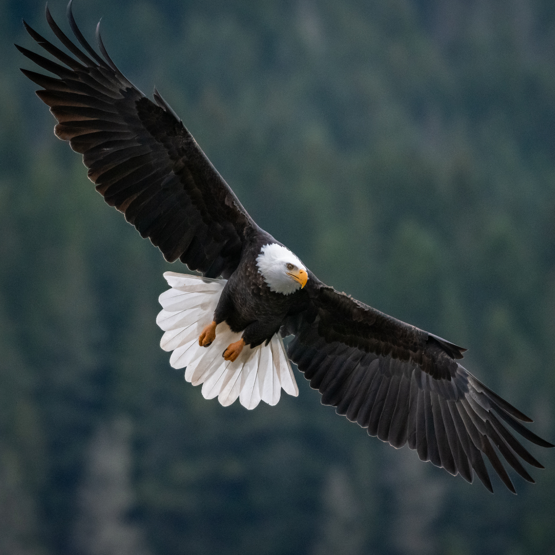 Mount up with wings as eagles